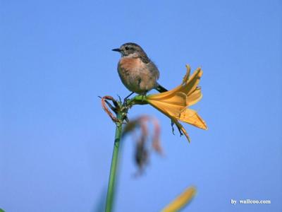 تصویر شماره 37 از آلبوم تصویر زمینه پرنده (Birds)