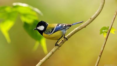 تصویر شماره 30 از آلبوم تصویر زمینه پرنده (Birds)