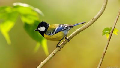 تصویر شماره 46 از آلبوم تصویر زمینه پرنده (Birds)