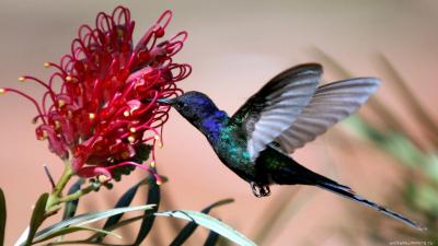 تصویر شماره 55 از آلبوم تصویر زمینه پرنده (Birds)