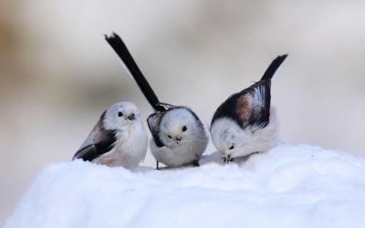 تصویر شماره 10 از آلبوم تصویر زمینه پرنده (Birds)