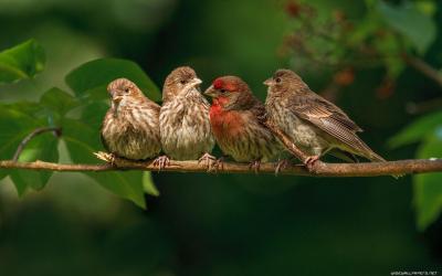 تصویر شماره 3 از آلبوم تصویر زمینه پرنده (Birds)