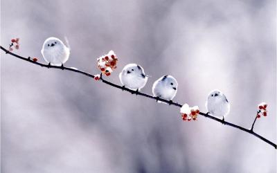 تصویر شماره 14 از آلبوم تصویر زمینه پرنده (Birds)