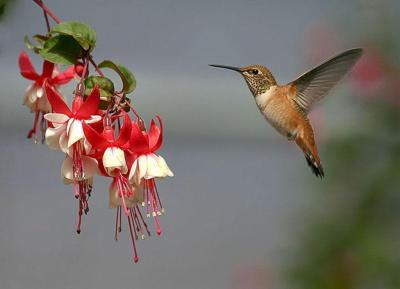 تصویر شماره 9 از آلبوم تصویر زمینه پرنده (Birds)