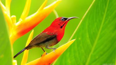 تصویر شماره 54 از آلبوم تصویر زمینه پرنده (Birds)