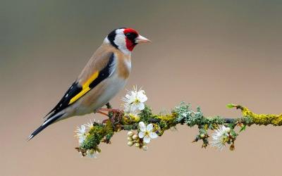 تصویر شماره 36 از آلبوم تصویر زمینه پرنده (Birds)