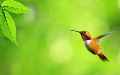 تصویر شماره 24 از آلبوم تصویر زمینه پرنده (Birds)