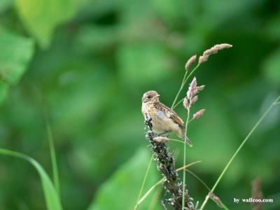 تصویر شماره 35 از آلبوم تصویر زمینه پرنده (Birds)