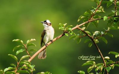 تصویر شماره 49 از آلبوم تصویر زمینه پرنده (Birds)