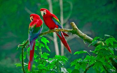 تصویر شماره 20 از آلبوم تصویر زمینه پرنده (Birds)