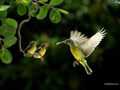 تصویر شماره 8 از آلبوم تصویر زمینه پرنده (Birds)