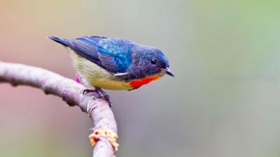 تصویر شماره 62 از آلبوم تصویر زمینه پرنده (Birds)