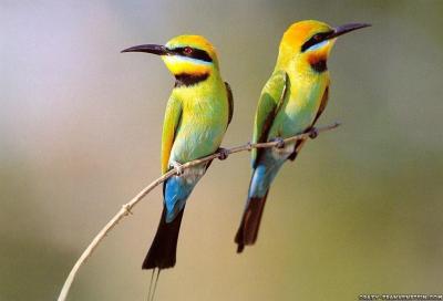 تصویر شماره 56 از آلبوم تصویر زمینه پرنده (Birds)