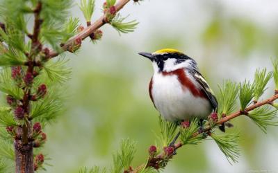 تصویر شماره 53 از آلبوم تصویر زمینه پرنده (Birds)