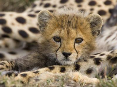 تصویر شماره 25 از آلبوم تصویر زمینه یوزپلنگ (Cheetah)