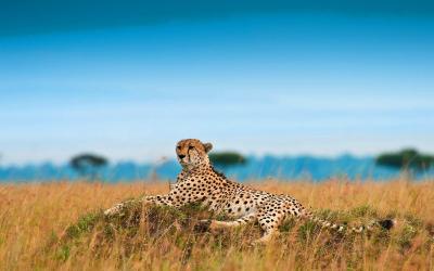 تصویر شماره 14 از آلبوم تصویر زمینه یوزپلنگ (Cheetah)