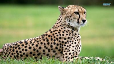 تصویر شماره 15 از آلبوم تصویر زمینه یوزپلنگ (Cheetah)