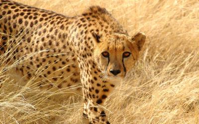 تصویر شماره 4 از آلبوم تصویر زمینه یوزپلنگ (Cheetah)