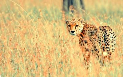 تصویر شماره 37 از آلبوم تصویر زمینه یوزپلنگ (Cheetah)