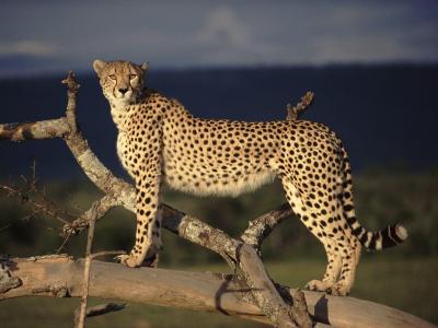 تصویر شماره 23 از آلبوم تصویر زمینه یوزپلنگ (Cheetah)