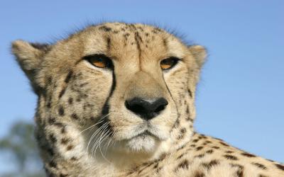 تصویر شماره 33 از آلبوم تصویر زمینه یوزپلنگ (Cheetah)