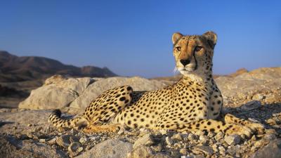 تصویر شماره 36 از آلبوم تصویر زمینه یوزپلنگ (Cheetah)