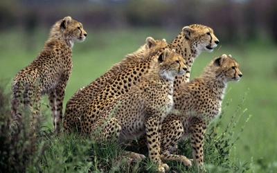 تصویر شماره 5 از آلبوم تصویر زمینه یوزپلنگ (Cheetah)