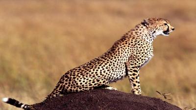 تصویر شماره 44 از آلبوم تصویر زمینه یوزپلنگ (Cheetah)