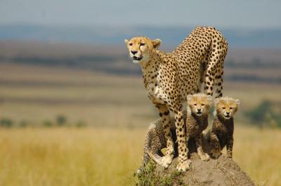 تصویر شماره 39 از آلبوم تصویر زمینه یوزپلنگ (Cheetah)