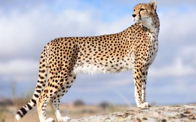 تصویر شماره 21 از آلبوم تصویر زمینه یوزپلنگ (Cheetah)