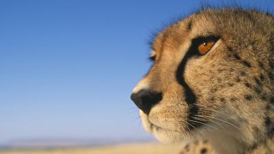 تصویر شماره 1 از آلبوم تصویر زمینه یوزپلنگ (Cheetah)