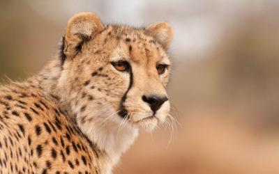 تصویر شماره 17 از آلبوم تصویر زمینه یوزپلنگ (Cheetah)