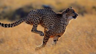 تصویر شماره 20 از آلبوم تصویر زمینه یوزپلنگ (Cheetah)