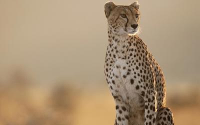 تصویر شماره 40 از آلبوم تصویر زمینه یوزپلنگ (Cheetah)