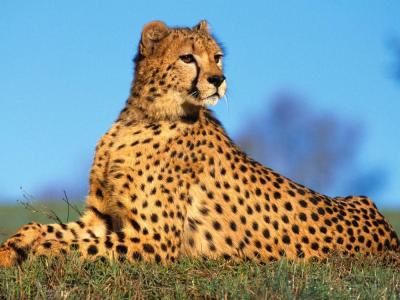 تصویر شماره 38 از آلبوم تصویر زمینه یوزپلنگ (Cheetah)