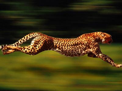 تصویر شماره 42 از آلبوم تصویر زمینه یوزپلنگ (Cheetah)