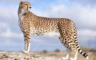 تصویر شماره 9 از آلبوم تصویر زمینه یوزپلنگ (Cheetah)