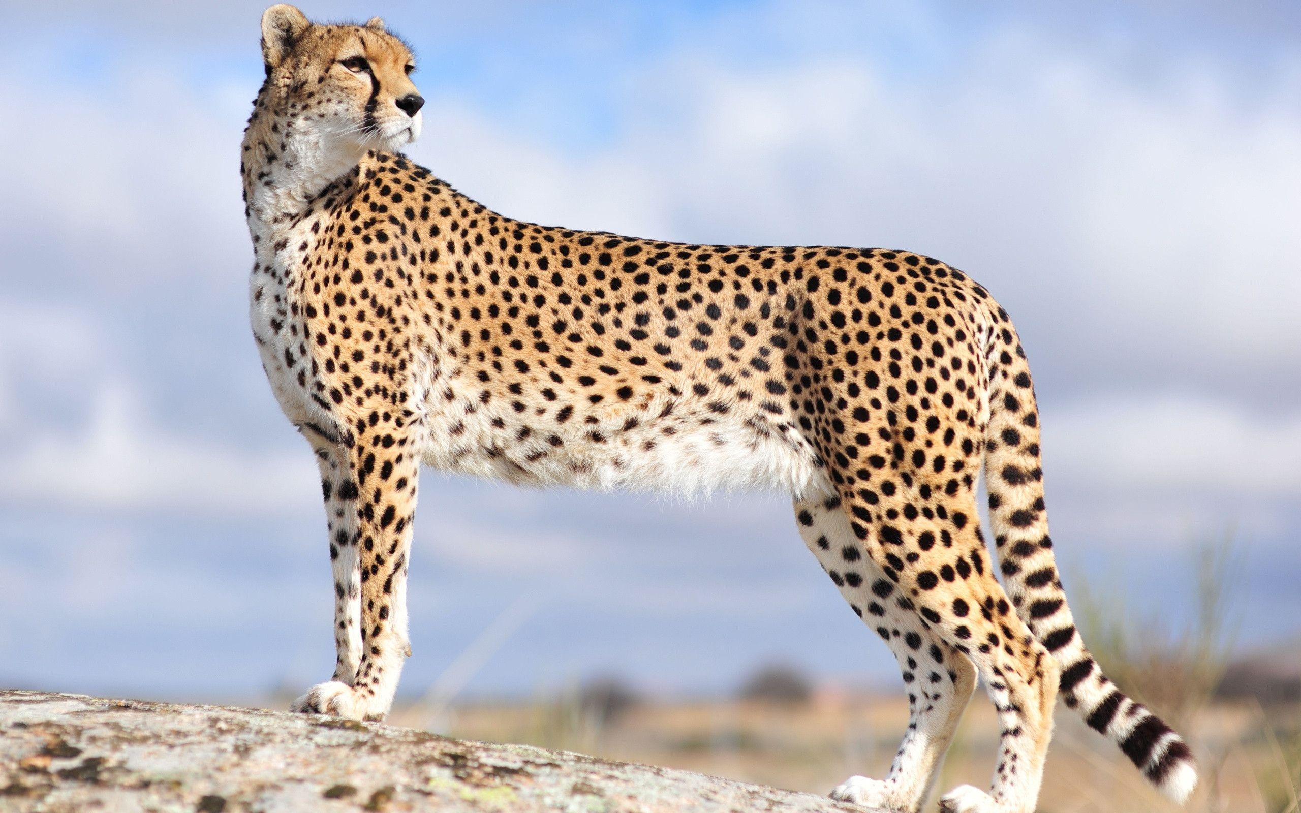 یوزپلنگ (Cheetah)
