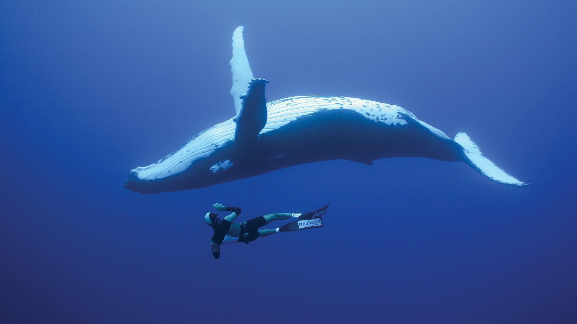 غواصی (Underwater diving)