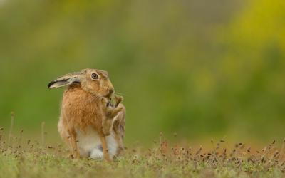 تصویر شماره 16 از آلبوم تصویر زمینه خرگوش صحرایی (Hares)