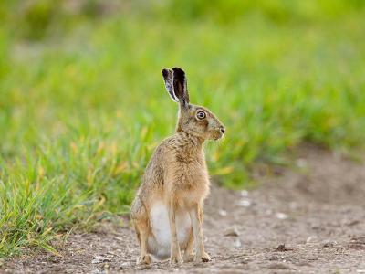 تصویر شماره 15 از آلبوم تصویر زمینه خرگوش صحرایی (Hares)