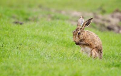 تصویر شماره 11 از آلبوم تصویر زمینه خرگوش صحرایی (Hares)