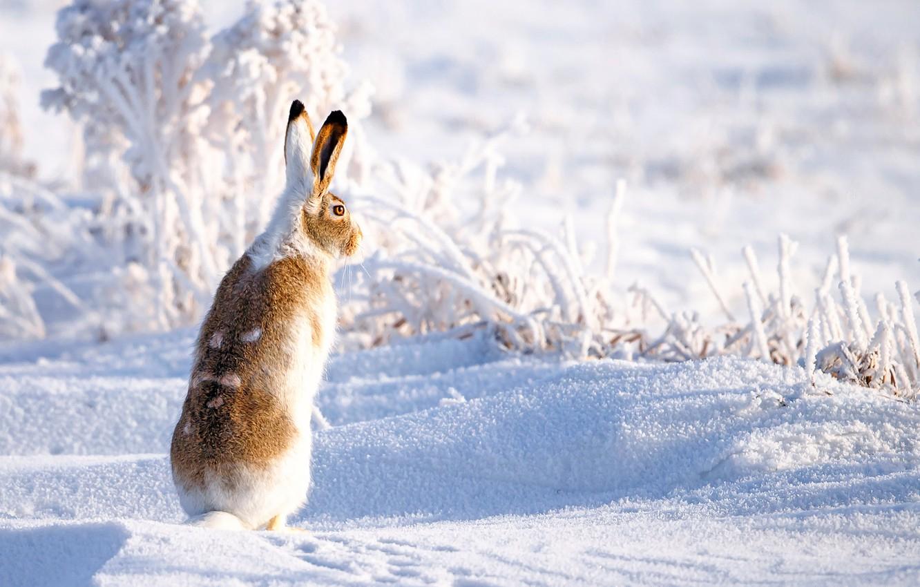 خرگوش صحرایی (Hares)