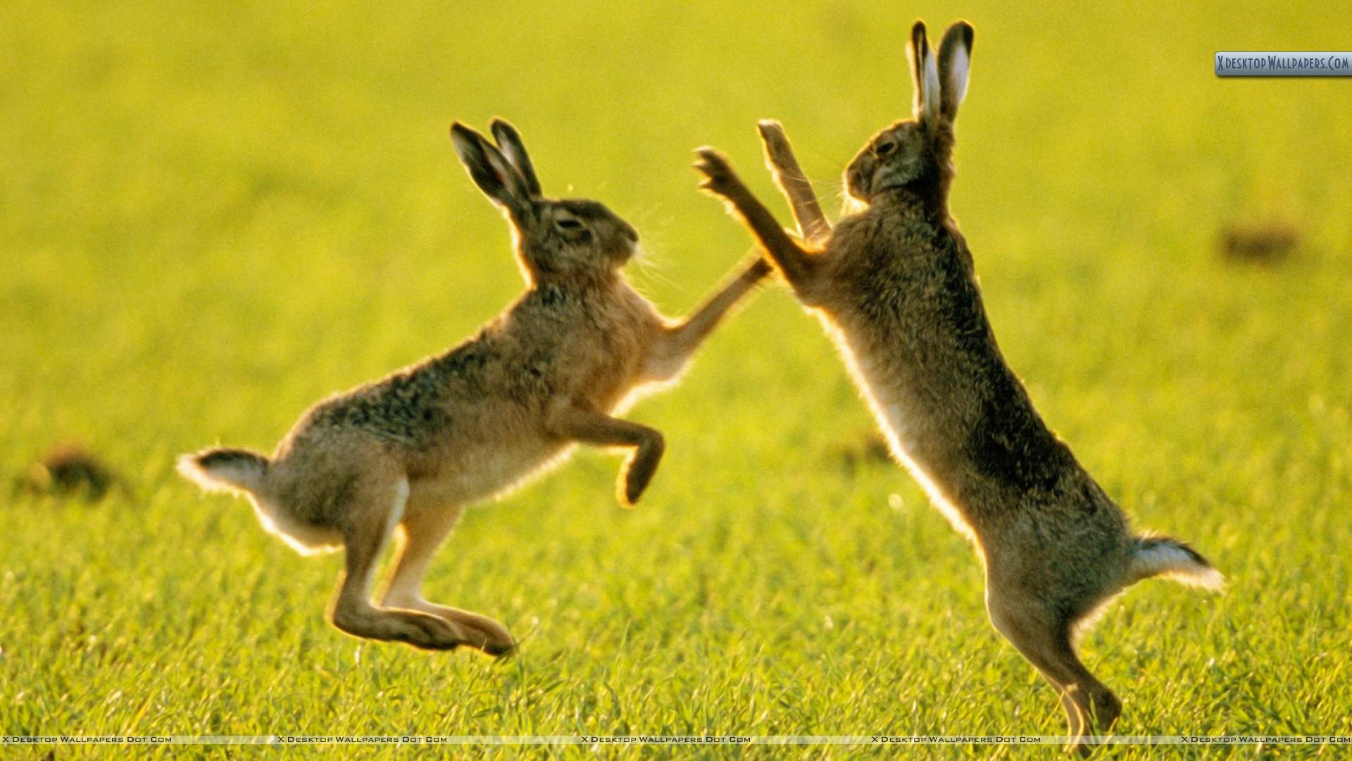 خرگوش صحرایی (Hares)