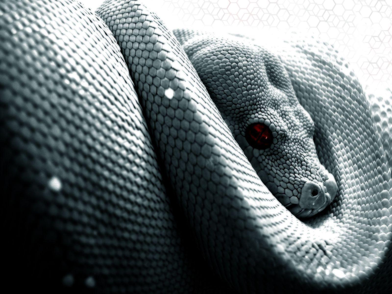 مار (Snake)