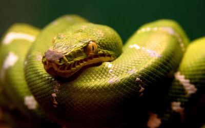 تصویر شماره 39 از آلبوم تصویر زمینه مار (Snake)