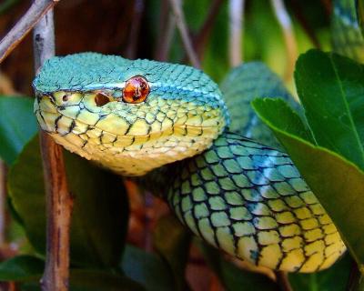 تصویر شماره 19 از آلبوم تصویر زمینه vogels pit viper trimeresurus vogeli