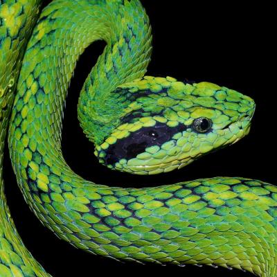 تصویر شماره 3 از آلبوم تصویر زمینه vogels pit viper trimeresurus vogeli