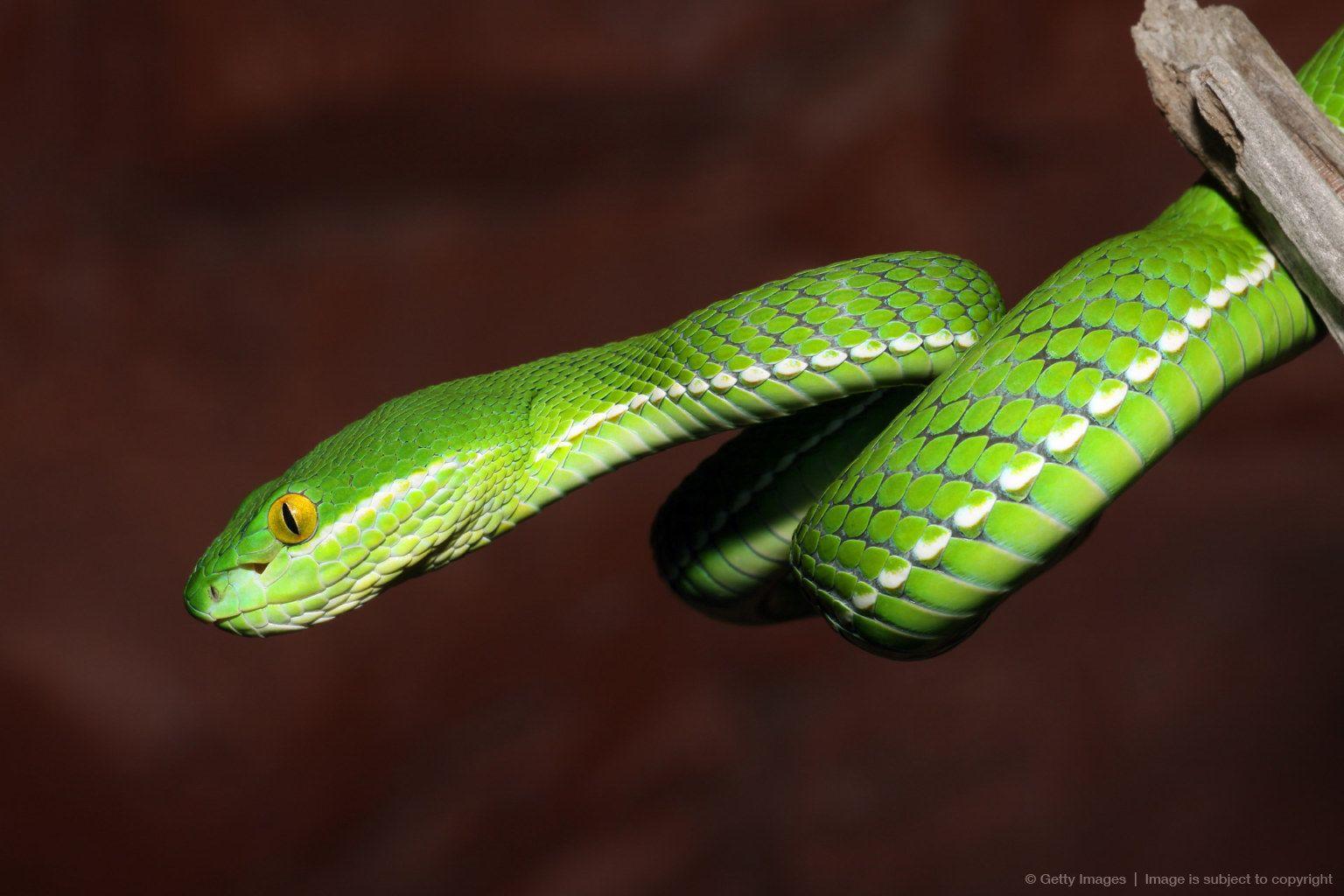 vogels pit viper trimeresurus vogeli