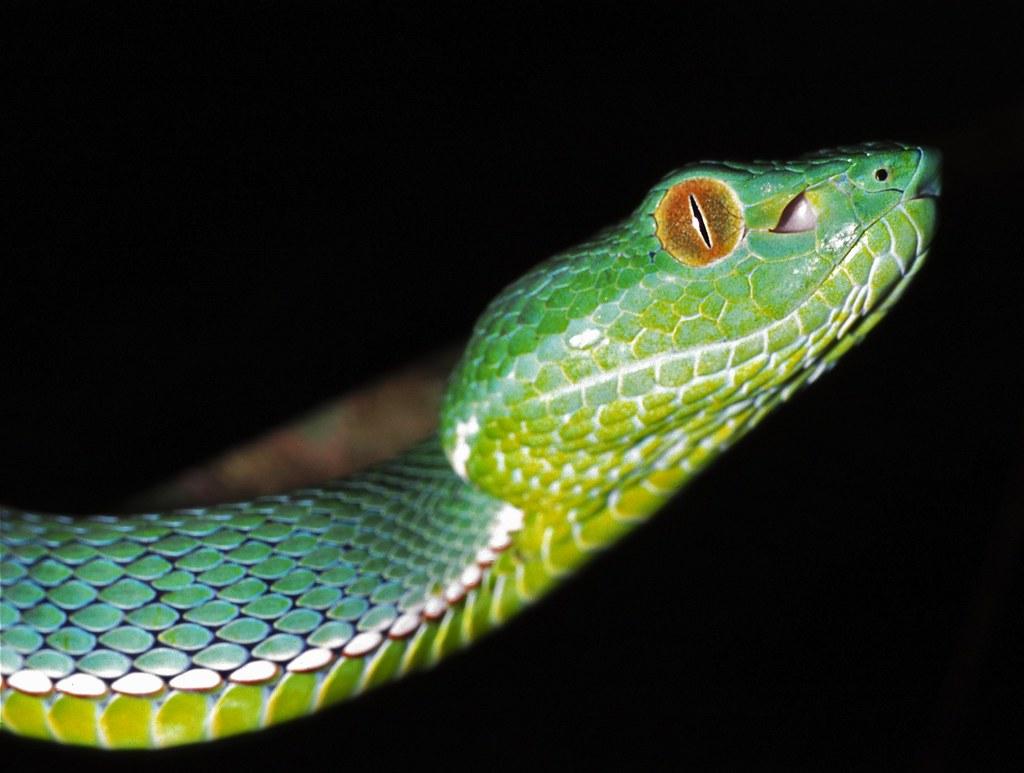 vogels pit viper trimeresurus vogeli